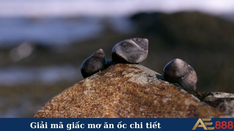 Giải mã giấc mơ ăn ốc chi tiết