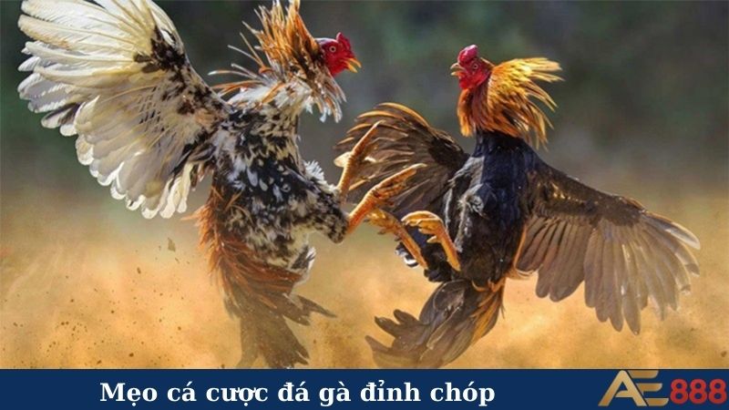 Mẹo cá cược đá gà đỉnh chóp