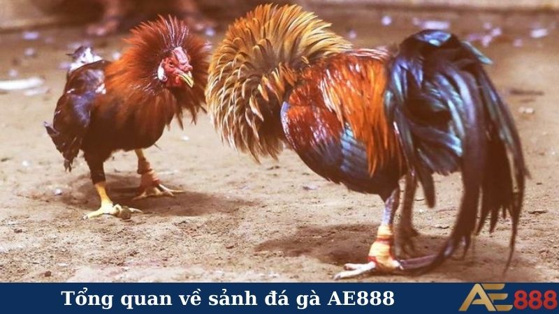 Tổng quan về sảnh đá gà AE888