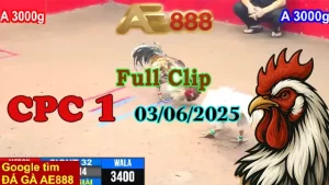 Full Clip Đá Gà Trực Tiếp C1 Ngày 03/06/2025