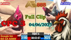 Full Clip Đá Gà Thomo C3 Ngày 04/06/2025