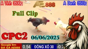 Full Clip Đá Gà Thomo C2 Ngày 06/06/2025
