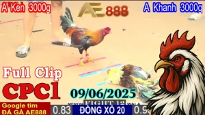 Full clip đá gà Trực Tiếp Thomo C1 Ngày 09/06/2025