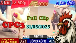Full Clip Đá Gà Giải Vô Địch 4 Con Ngày 31/31/2025