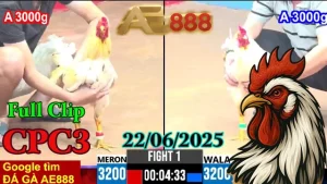 full clip đá gà Thomo C3 ngày 22/06/2025