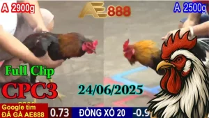 Full Video Đá Gà Thomo C3 Hôm Nay Ngày 24/06/2025