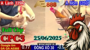 Full Video Đá Gà Thomo C3 Ngày 25/06/2025