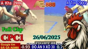 Full Video Đá Gà Trực Tiếp C1 Thomo Ngày 26/06/2025