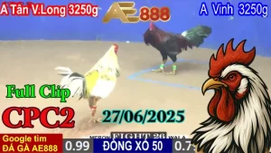 Clip Đá Gà Trực Tiếp C2 Ngày 26/06/2025