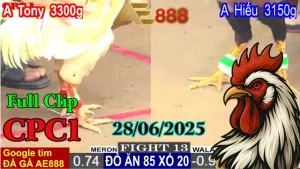 Tổng hợp clip đá gà c1 mới nhất ngày 28/06/2025