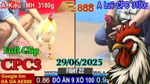 Full Video Clip Đá Gà C3 Hôm Nay 29/06/2026