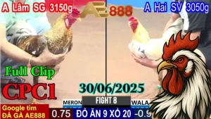 Full Clip Đá Gà Trực Tiếp C1 Hôm Nay 30/06/2025