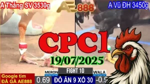 Full Clip Đá Gà Trực Tiếp Thomo Hôm Nay C1 Ngày 19/07/2025