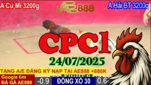 Tổng Hợp Clip Đá Gà Trực Tiếp Hôm Nay C1 Ngày 24/07/2025