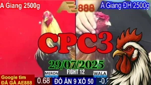 Xem Lại Các Trận Đá Gà Thomo Hôm Nay C3 Ngày 29/07/2025