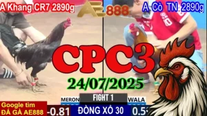 Clip Đá Gà C3 Trực Tiếp Thomo Hôm Nay Ngày 24/07/2025