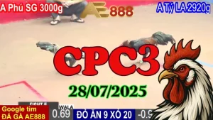 Đá Gà Trực Tiếp C3 Phát Lại Mới Nhất Ngày 28/7/2025