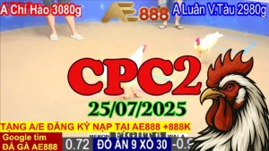 Video Clip Đá Gà C2 Trực Tiếp Thomo Hôm Nay Ngày 25/07/2025