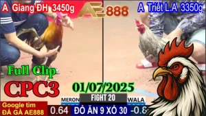 Full Clip Đá Gà Thomo Hôm Nay C3 Ngày 01/07/2025