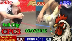 Full Clip Đá Gà Trực Tiếp C3 Ngày 03/07/2025