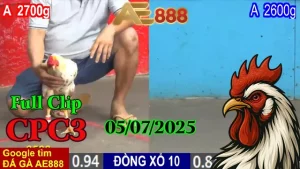 Full Clip Đá Gà Thomo C3 Ngày 05/07/2025