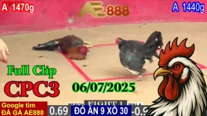Full Clip Đá Gà Trực Tiếp C3 Ngày 06/07/2025