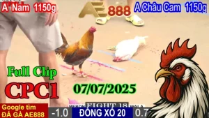 Full Video Clip Đá Gà Trực Tiếp C1 Hôm Nay 07/07/2025