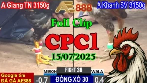 Xem Lại Đá Gà Trực Tiếp Hôm Nay C1 Ngày 15/07/2025