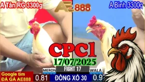 Xem Lại Đá Gà Trực Tiếp C1 Thomo Hôm Nay 17/07/2025 Tại Casino 67