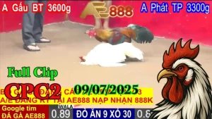 Full Clip Đá Gà Thomo C2 Ngày 09/07/2025