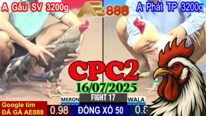 Video Clip Đá Gà Trực Tiếp C2 Ngày 16/07/2025