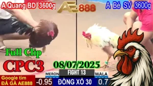 Clip Đá Gà Thomo C3 Hôm Nay 08/07/2025