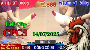 Tổng Hợp Clip Đá Gà Thomo Hôm Nay C3 Ngày 14/07/2025