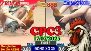 Tổng Hợp Clip Đá Gà Thomo Hôm Nay C3 Ngày 17/07/2025