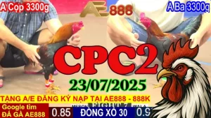 Tổng Hợp Clip Đá Gà C2 Trực Tiếp Hôm Nay Ngày 23/07/2025