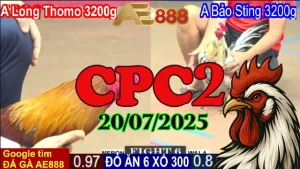 Tổng Hợp Đá Gà Thomo Hôm Nay C2 Ngày 20/07/2025