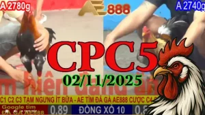 Phát Lại Toàn Bộ Đá Gà Thomo Đấu Trường C5 Ngày 02/11/2025