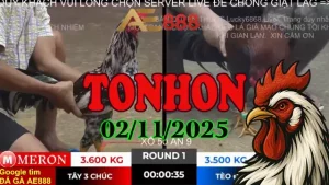 Phát Lại Toàn Bộ Đá Gà Thomo Đấu Trường TONHON Ngày 02/11/2025