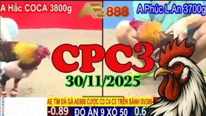 Cập nhật video trực tiếp đá gà CPC3 hôm nay 30112025