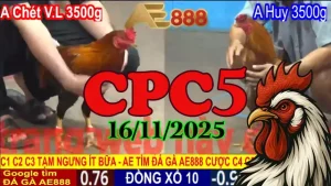 Clip đá gà trực tiếp CPC5 16112025 HD miễn phí