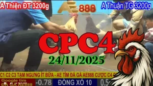 Clip phát lại trực tiếp đá gà Thomo CPC4 hôm nay 24112025 chuẩn HD