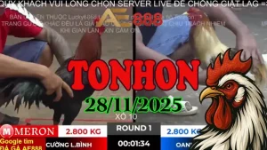 [ Gà Đá Giải ] Trực Tiếp Đá Gà Tonhon Phát Lại 28112025 Full Trận
