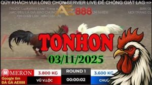 Phát Lại Đá Gà Trực Tiếp TONHON Thomo Ngày 03/11/2025