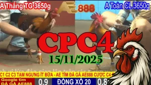 Tổng Hợp Trực Tiếp Đá Gà Thomo CPC4 Hôm Nay 15112025