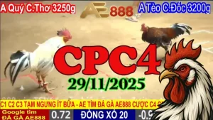 Trận đấu đá gà CPC4 hôm nay 29112025 - Xem trực tiếp tại đây