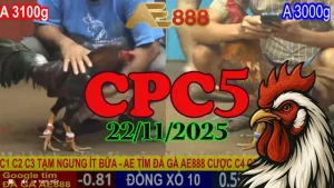 Video Đá Gà CPC5 22112025 Phát Lại – Xem Trận Hot Nhanh Nhất