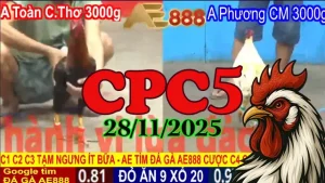Video Phát Lại Đá Gà Thomo CPC5 28112025 – Bản Đầy Đủ