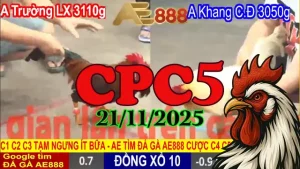 Video highlight phát lại trực tiếp đá gà Thomo CPC5 21112025