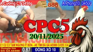 Video phát trực tiếp đá gà CPC5 Thomo hôm nay 20112025 full trận