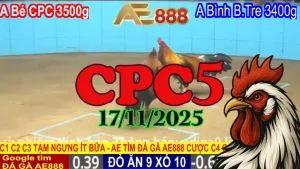 Xem full clip đá gà trực tiếp CPC5 Thomo hôm nay 17112025 online